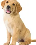 Why join one of the UK’s Most Supportive Pet Care Seervices Franchises